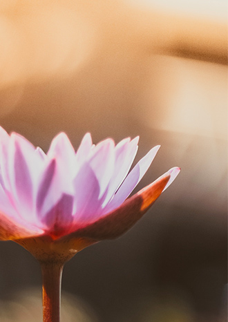 lotus, relaxation, meditation, bien-etre, santé